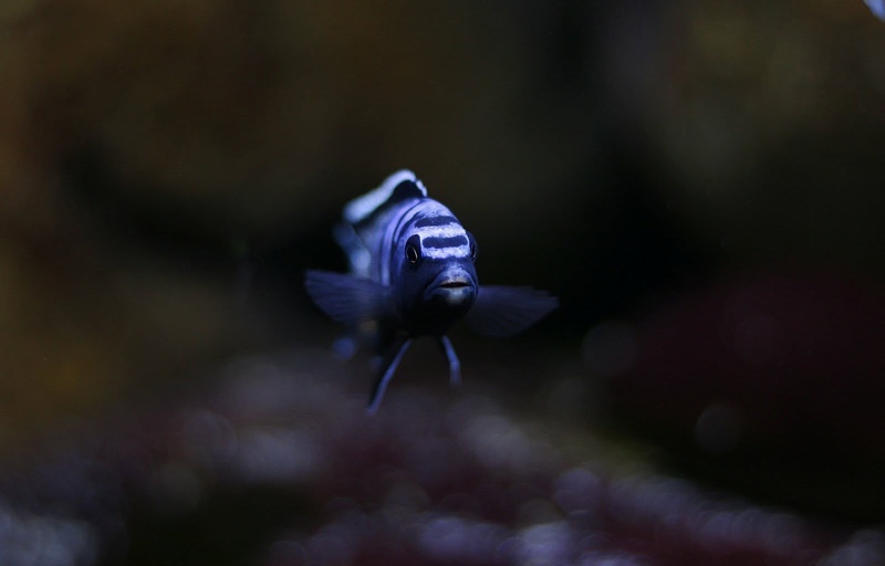 Chindongo sp. 'elongatus ornatus' Likoma Island